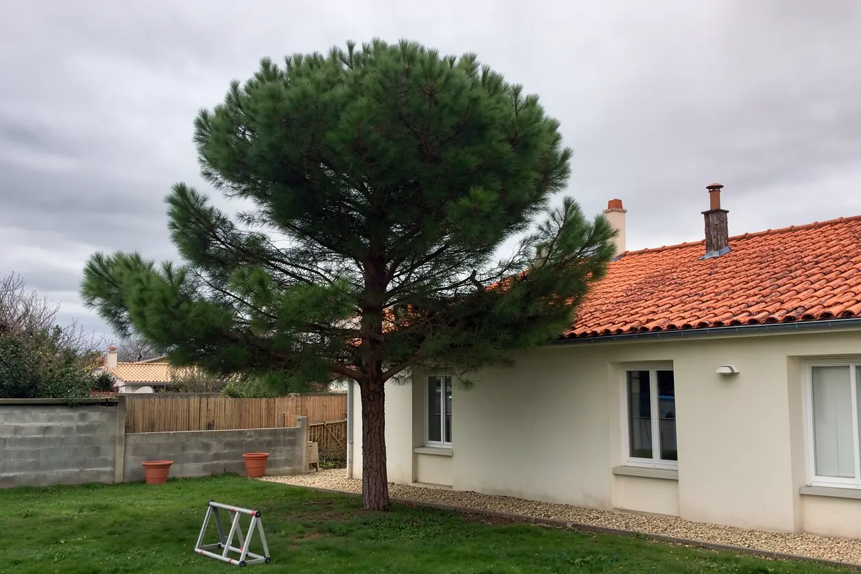 Pin éclairci après taille raisonnée à La Rochelle