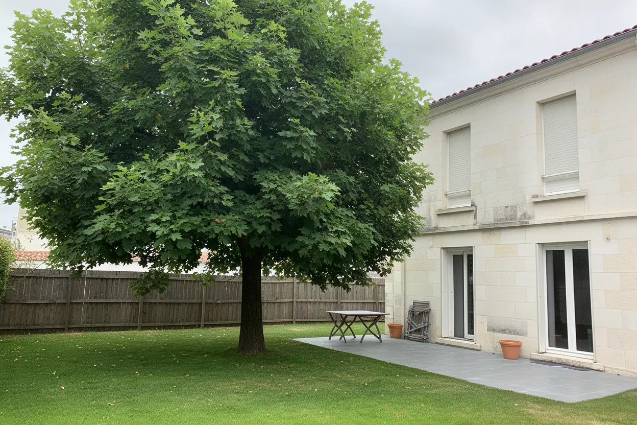 Arbre à La Rochelle après taille douce sécurisée