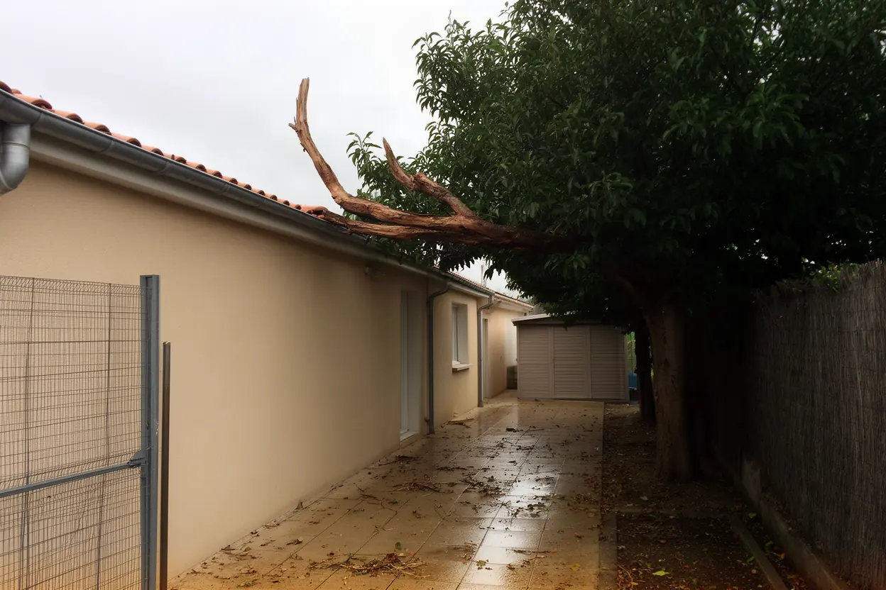 Bois mort au-dessus d'une toiture à Aytré