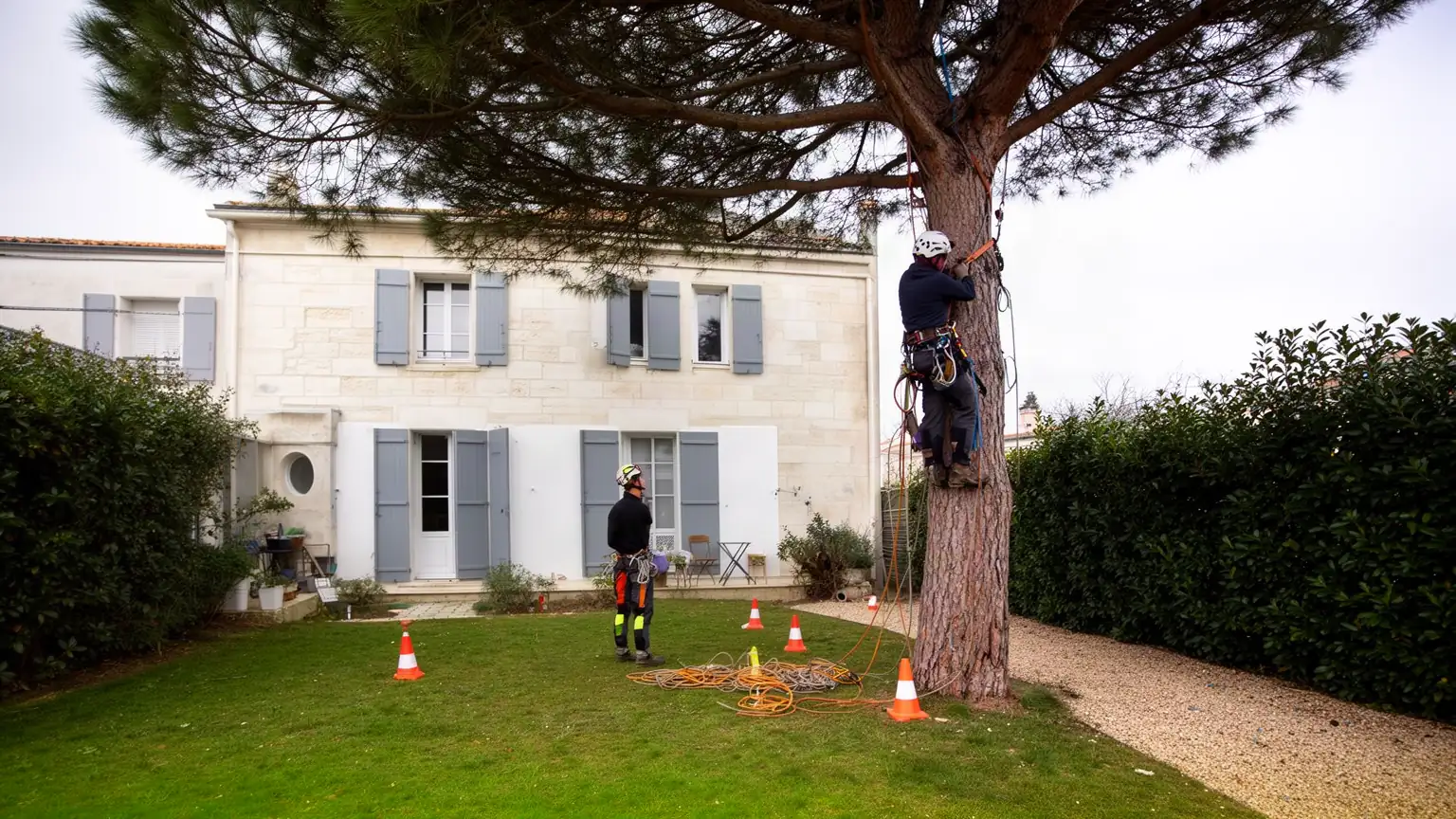 Prix et tarifs d'un élagage à La Rochelle — combien coûte un élagueur ?